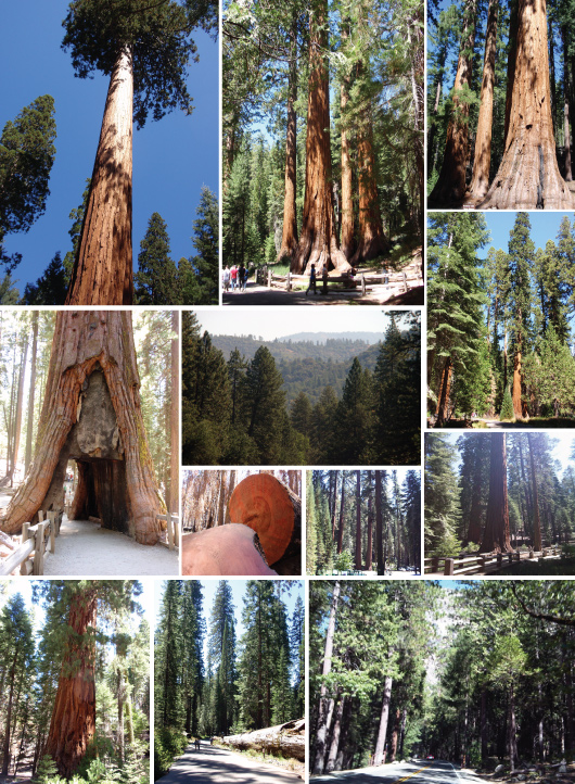 ah....the Giant Sequoias in Mariposa Grove in Yosemote Park - love!
